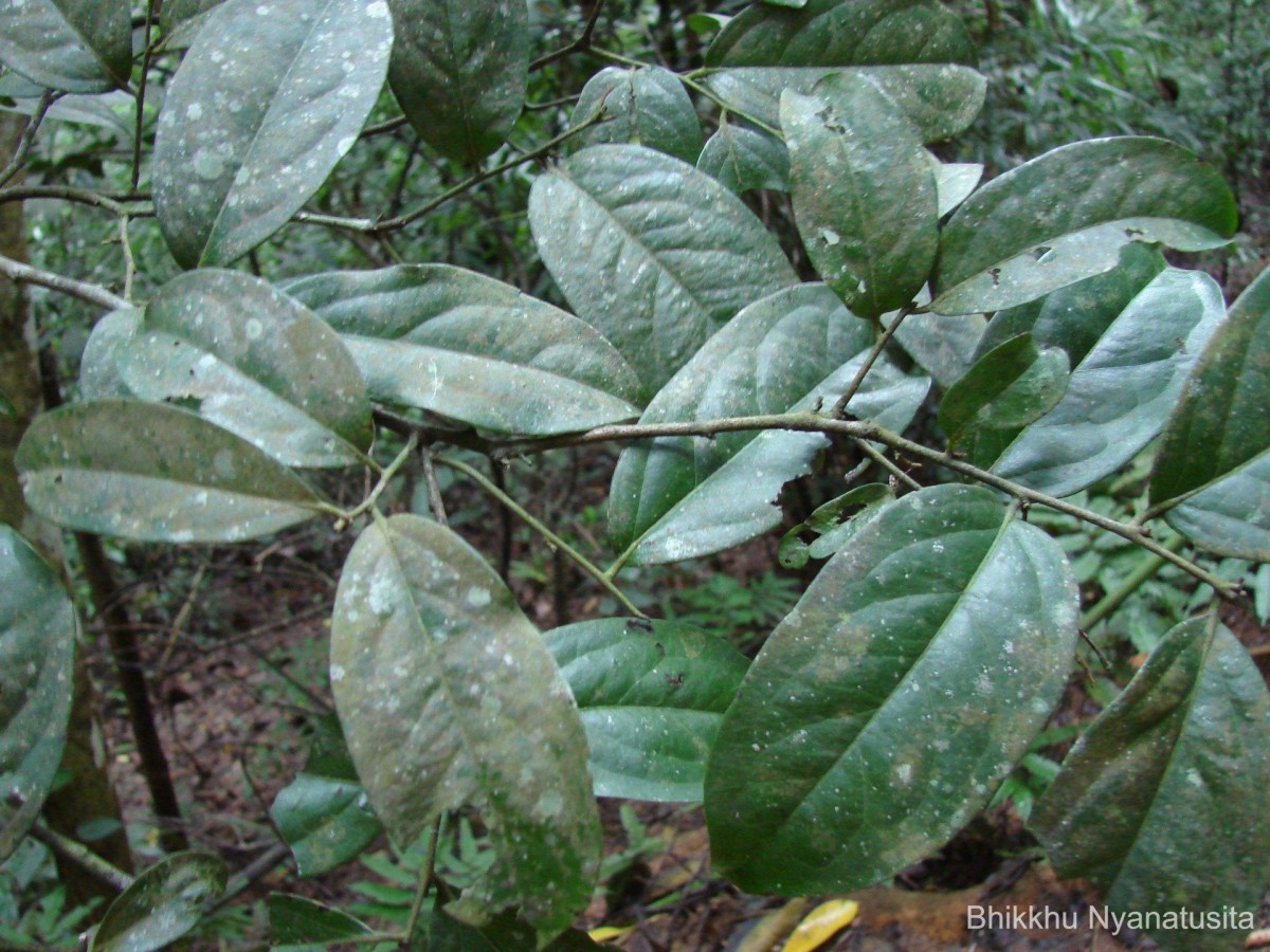 Diospyros ebenum J.Koenig ex Retz.